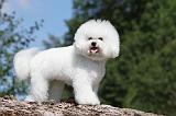 BICHON FRISE 421